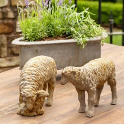 Country Sheep Family (Set-2)