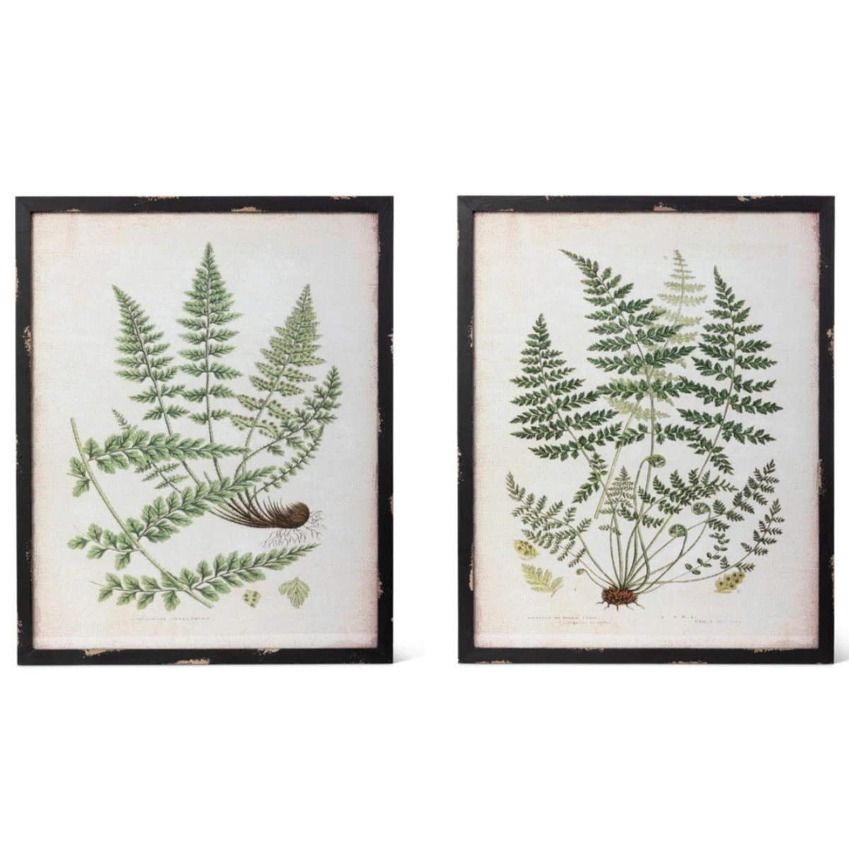 Framed Botanical Prints 1 Framed Botanical Prints