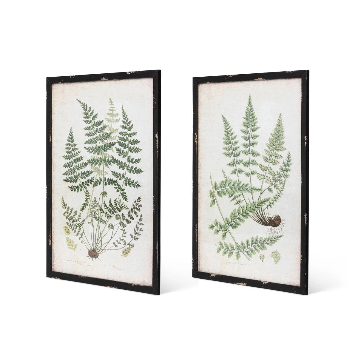 Framed Botanical Prints 2 Framed Botanical Prints - Image 2